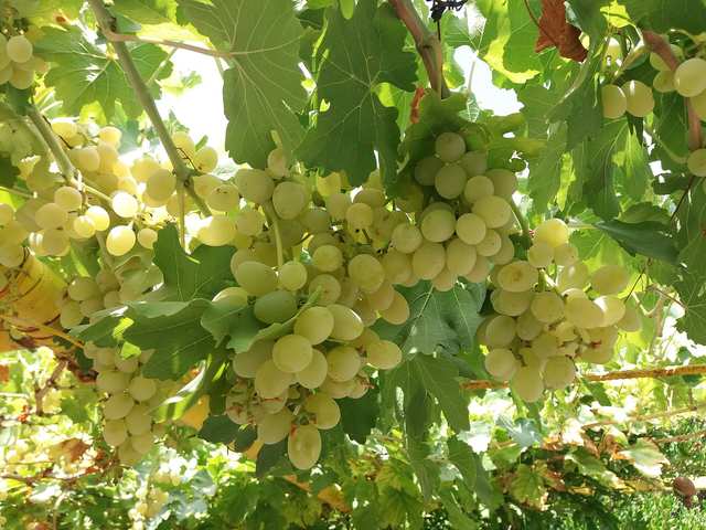 Grapes
