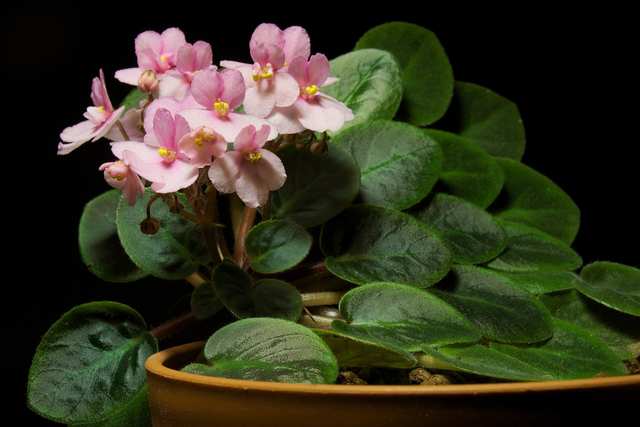 African violet