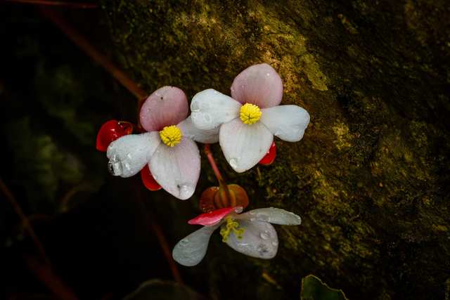 Begonia