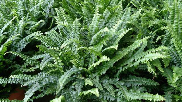 Boston fern