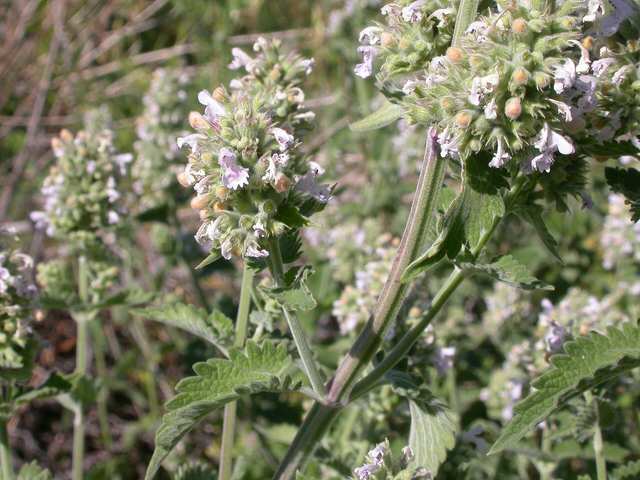 Catnip