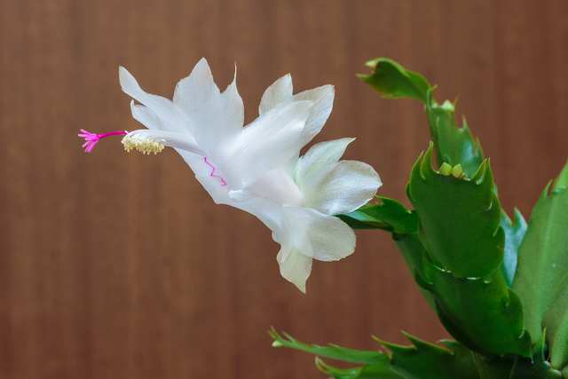 Christmas cactus