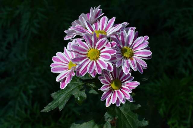Chrysanthemum (mum)