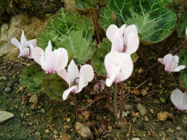 Cyclamen