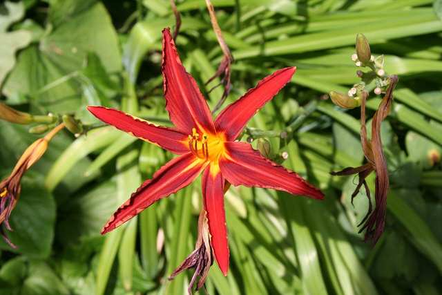 Daylily