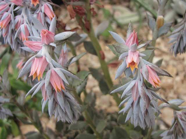 Echeveria (hens and chicks)