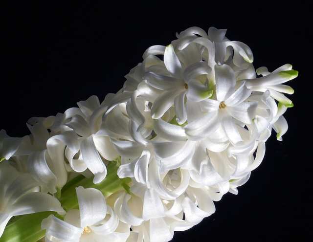 Hyacinth