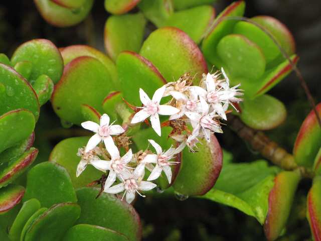 Jade plant