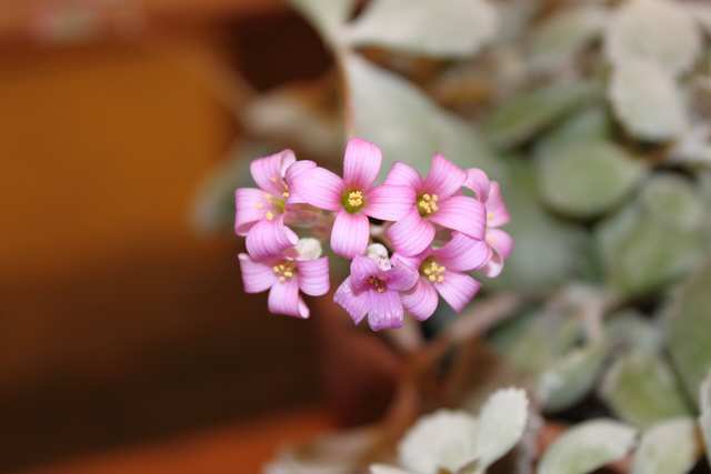 Kalanchoe