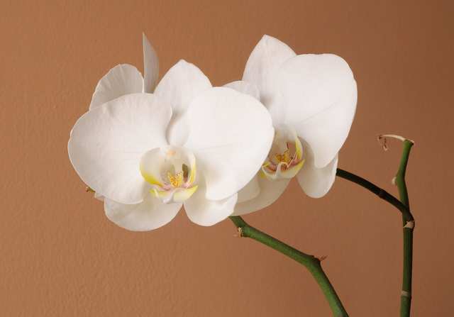 Orchid (moth orchid)