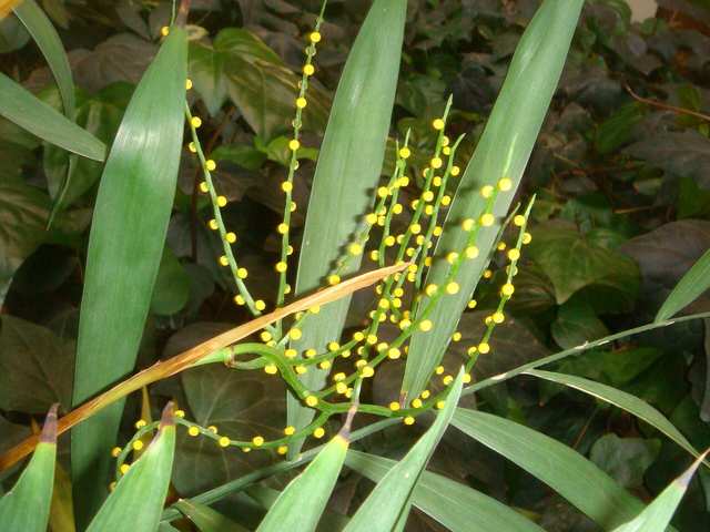 Parlor palm