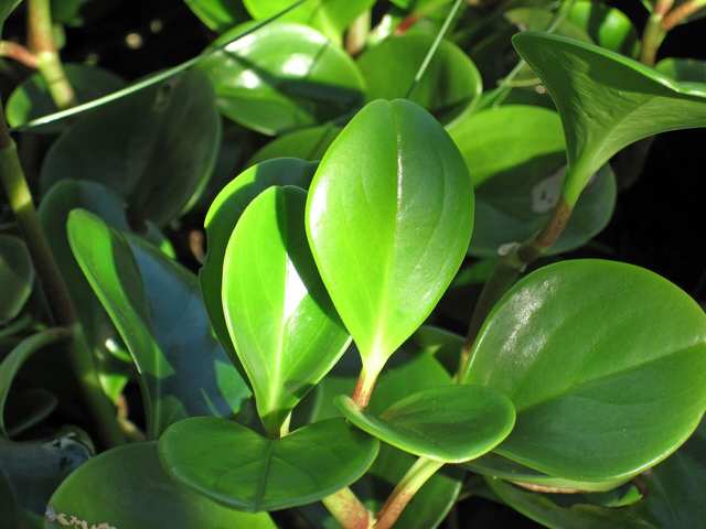 Peperomia (baby rubber plant)