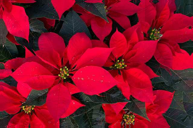 Poinsettia