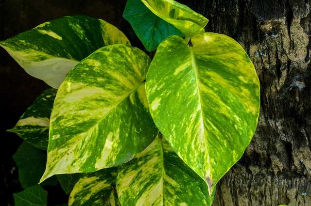 Golden pothos