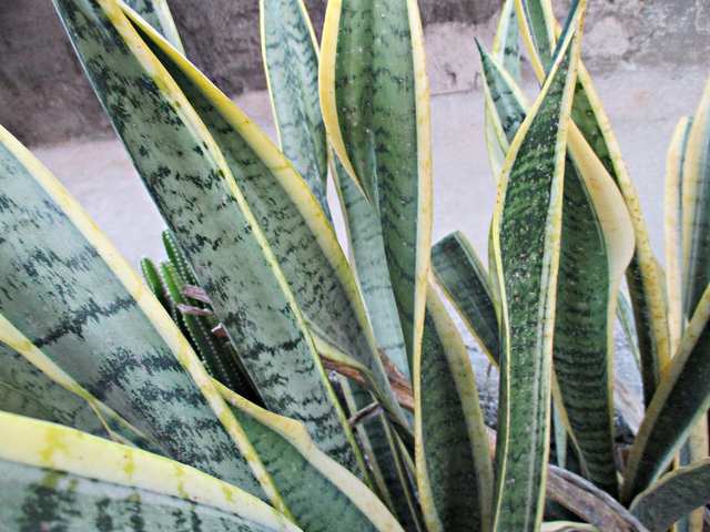 Snake plant