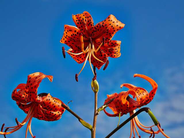 Tiger lily