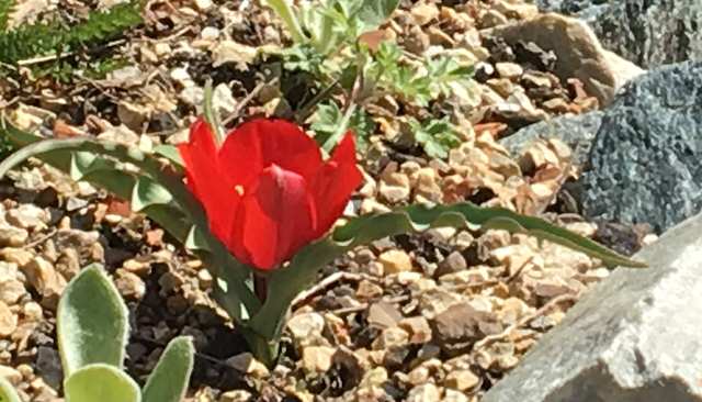 Tulip